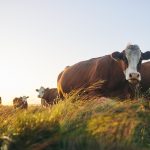 Taste and Cooking Tips for Halal Meat