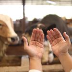 Composting and Soil Health: Sustainable Practices for Halal Meat Production