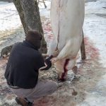 Balancing Farming and Compassion: Ethical Practices in Halal Meat Production